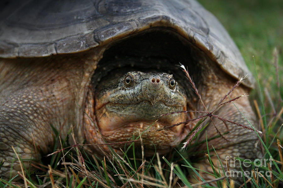 Snapping Turtle Photograph by E B Schmidt