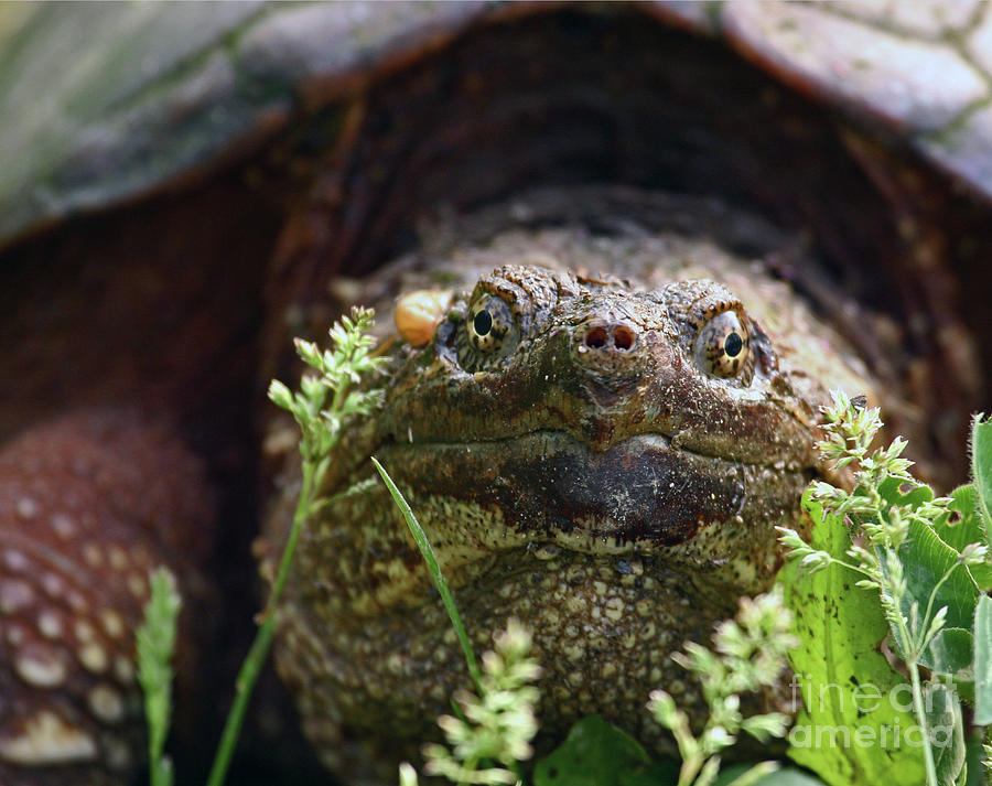 Snapping Turtle Photograph by Jeannette Hunt
