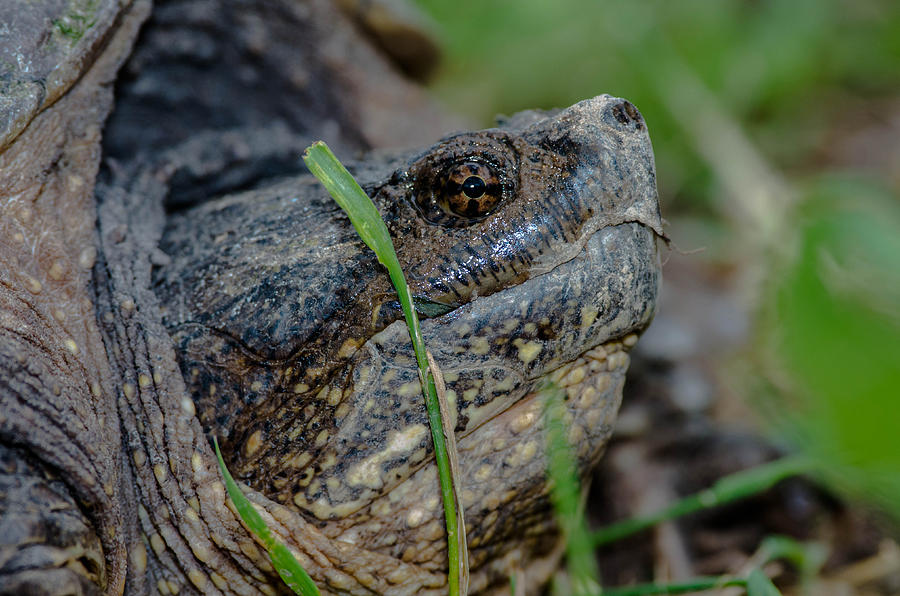 Snapping Turtle Photograph by Jim Zablotny