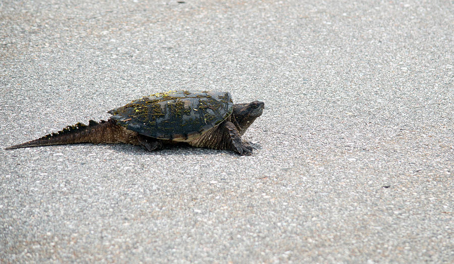 Snapping Turtle Photograph by Linda Kerkau