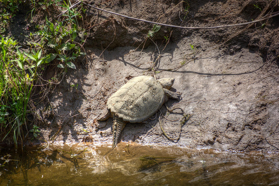 Snapping Turtle Photograph By M Dale - Fine Art America