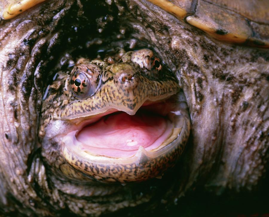 Snapping Turtle Photograph by Mauro Fermariello/science Photo Library