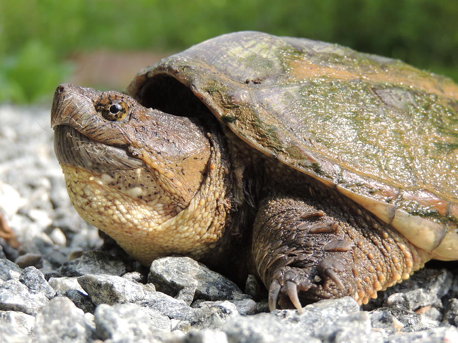 snappy turtle