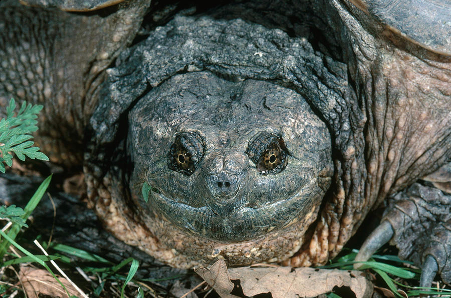 Snapping Turtle Photograph by Robert J. Erwin - Fine Art America