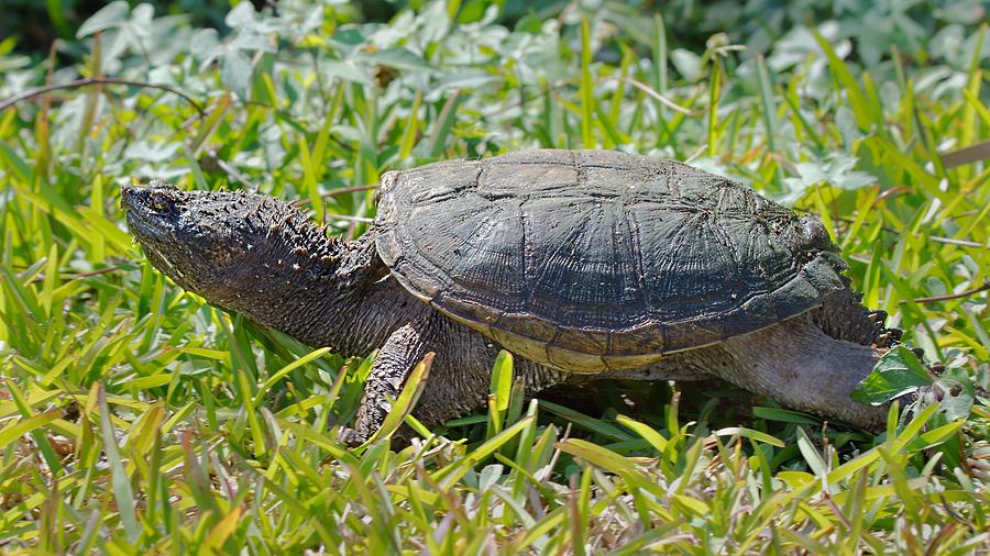 Snapping Turtle Photograph by Rudy Umans