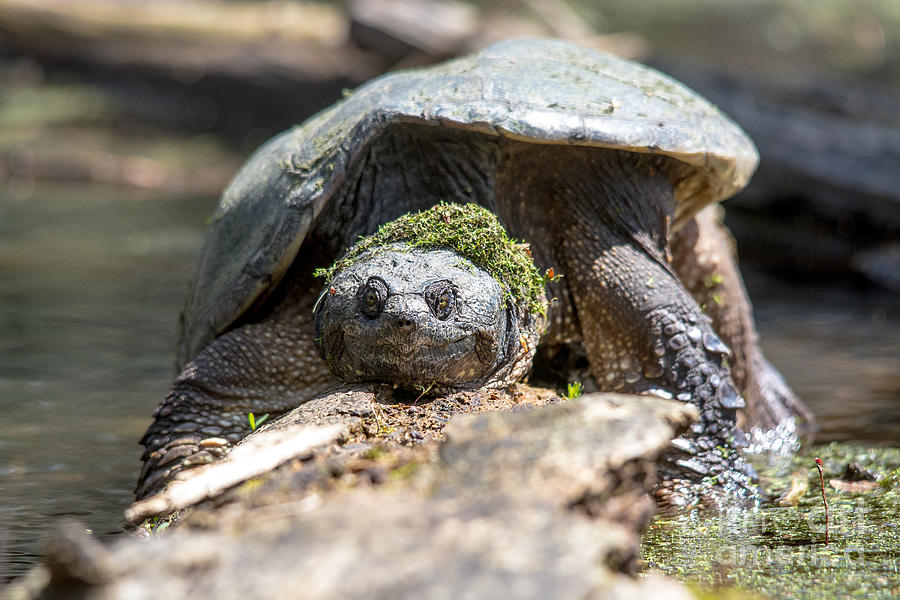 Snapping Turtle with Mossy Wig Photograph by Cheryl Baxter