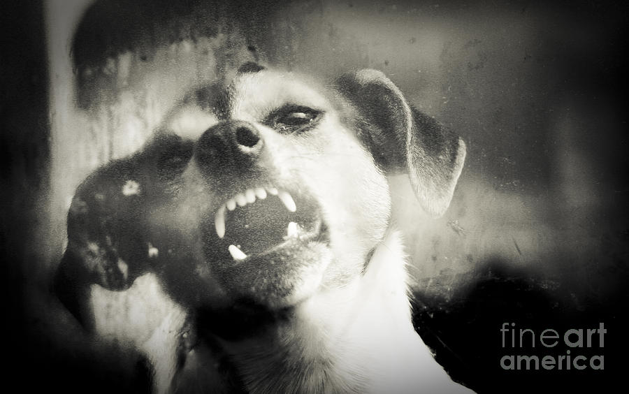 Dog Photograph - Snarl by Alan Oliver
