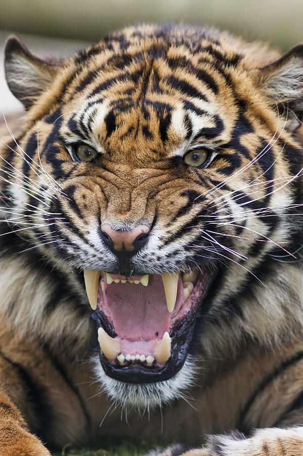 Snarling Bengal tiger - Panthera tigris tigris, controlled conditions Photograph by Alex Hibbert Snarling Bengal tiger - Panthera tigris tigris, controlled conditions Photograph by Alex Hibbert