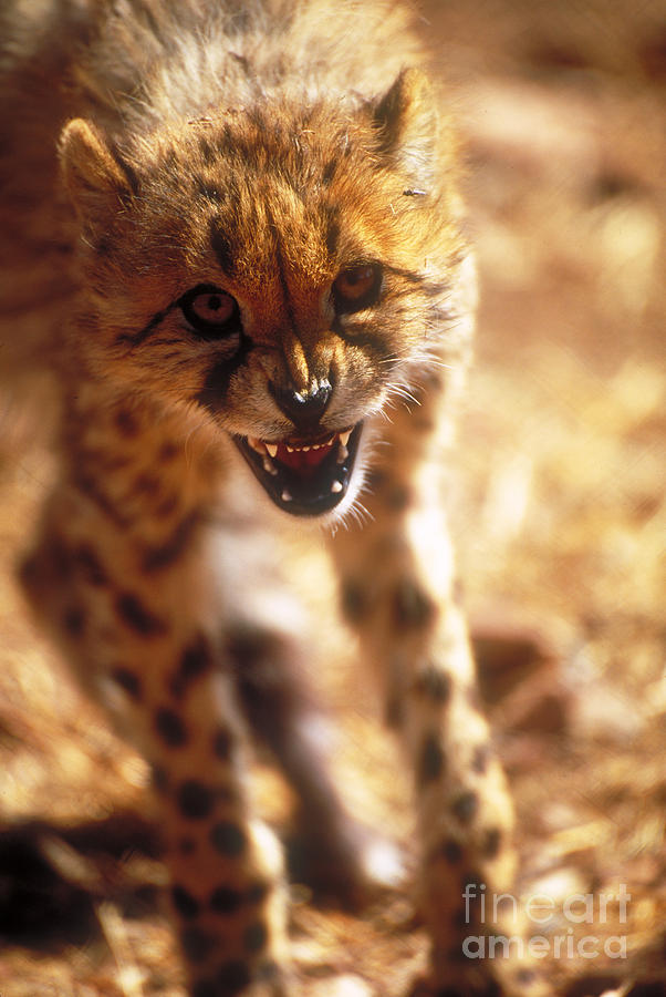Snarling Cheetah Photograph by Art Wolfe
