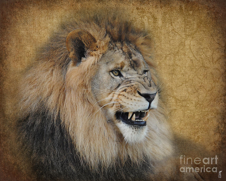 Snarling Male Lion Photograph by Jai Johnson