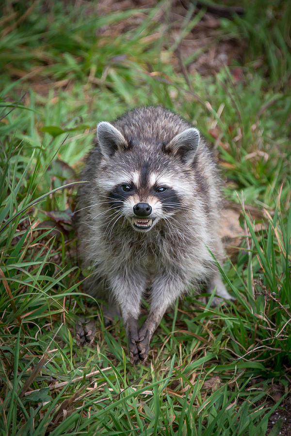 Snarling Raccoon Photograph by Joye Ardyn Durham