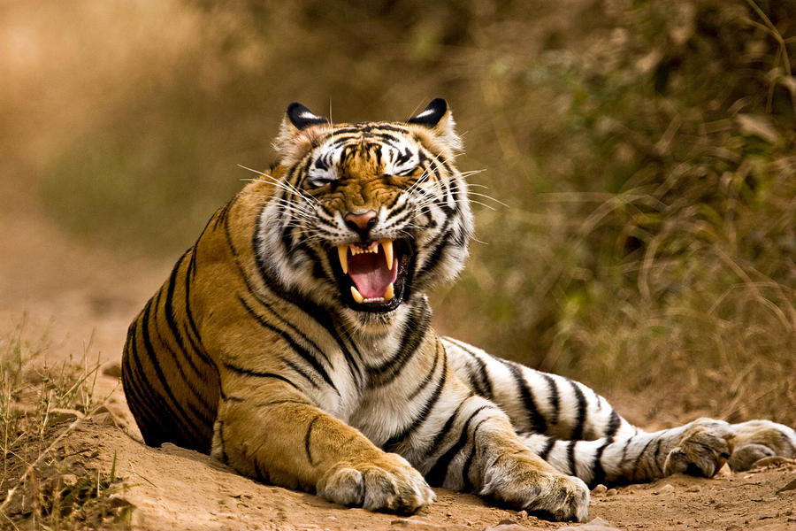 Snarling tiger Photograph by Aditya Singh