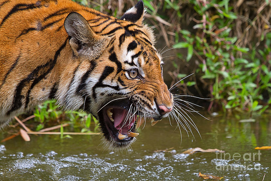 Snarling Tiger Photograph by Louise Heusinkveld