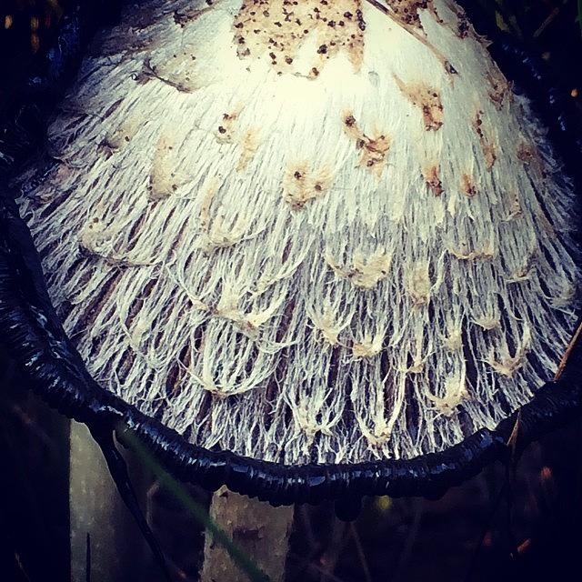 Mushroom Photograph - Fungus by Illusorium Illustration