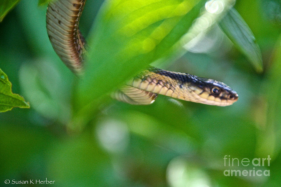Sneaking Snake Photograph by Susan Herber