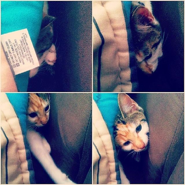 Sneaky Kitten. #kittynamedpixel Photograph by Robyn Addinall