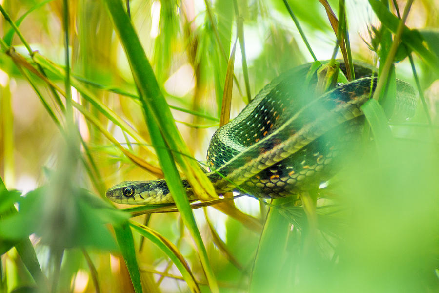 Sneaky Snake Photograph by Bill Pevlor