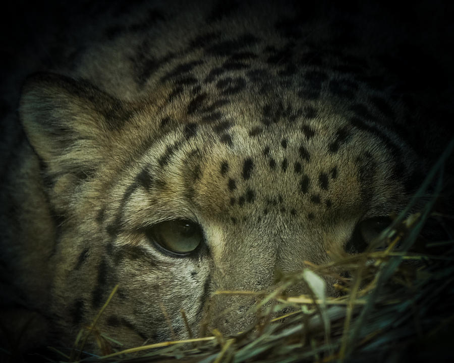 Sneaky Snow Leopard  Photograph by Ernest Echols