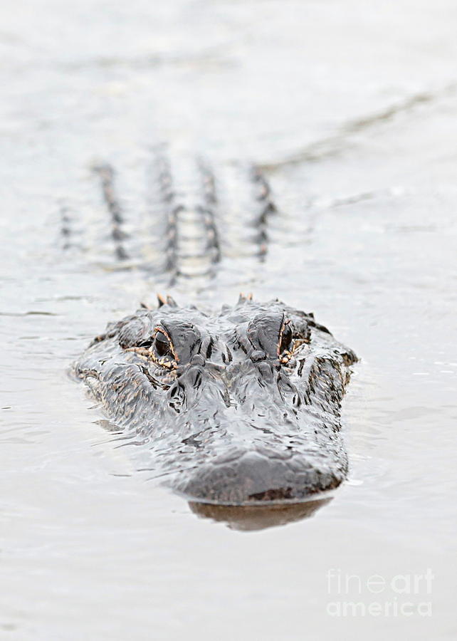 Alligator Photograph - Sneaky Swamp Gator by Carol Groenen