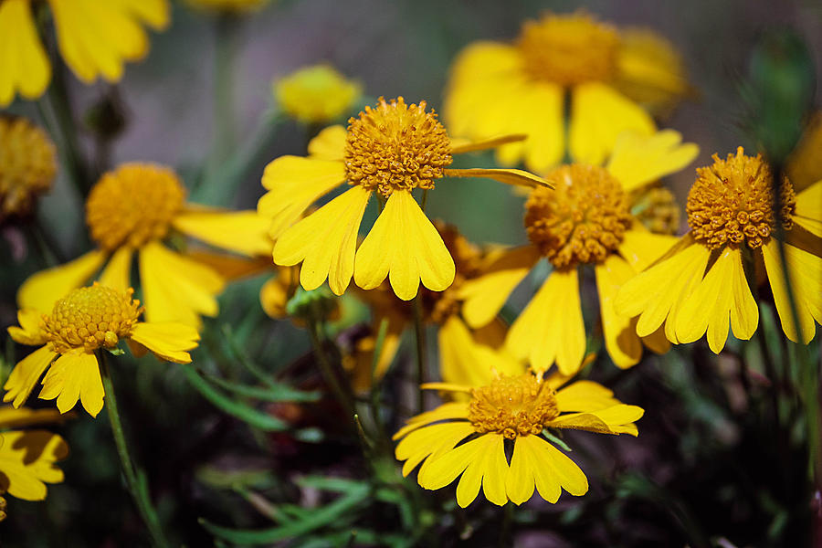Sneezeweed Photograph by Ester McGuire