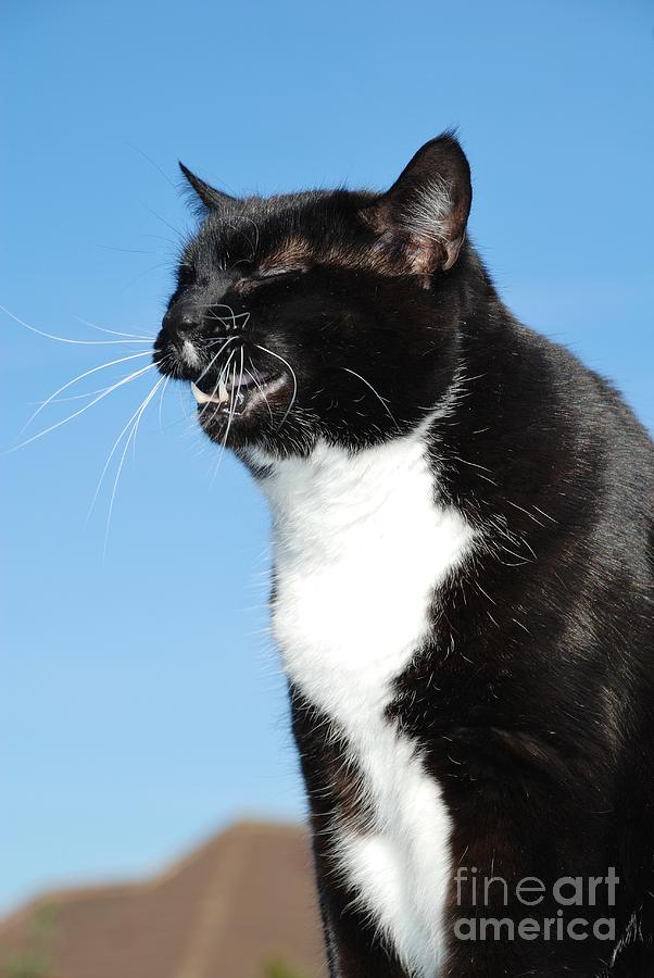 Sneezing cat Photograph by David Fowler