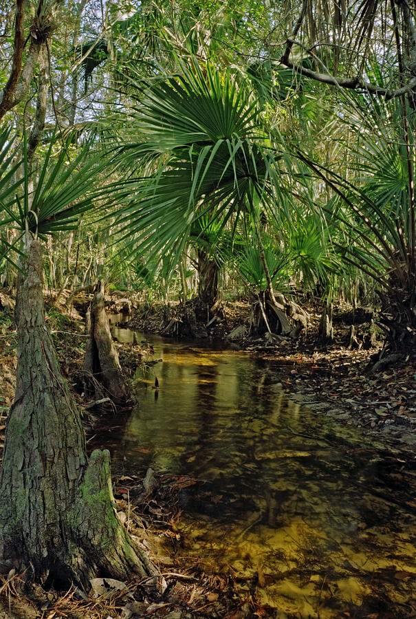 Snell Creek. Osceola County Florida Photograph by Chris  Kusik