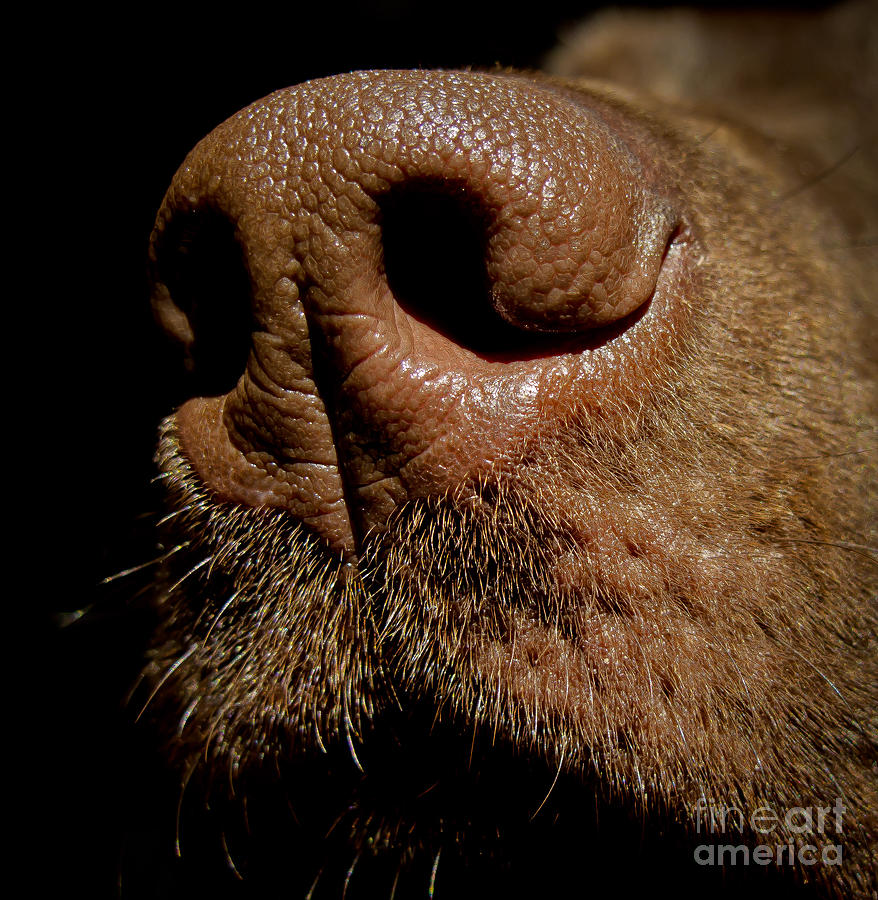 Dog Photograph - Sniff sniff by Agata Wisniowska
