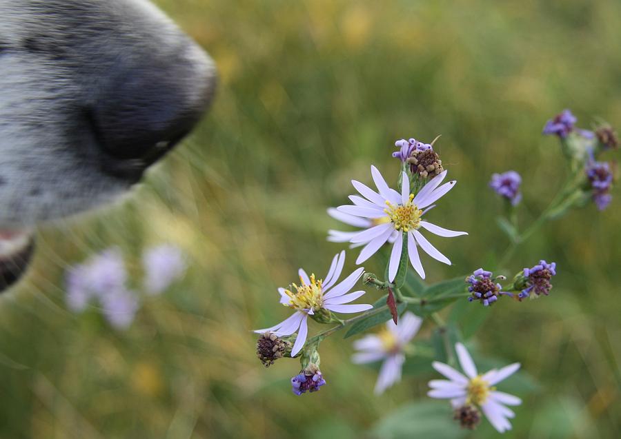 Sniff the flowers Photograph by Ellery Russell