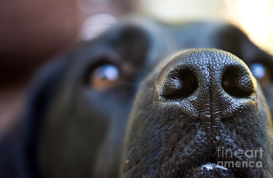 Sniffer Photograph by PatriZio M Busnel