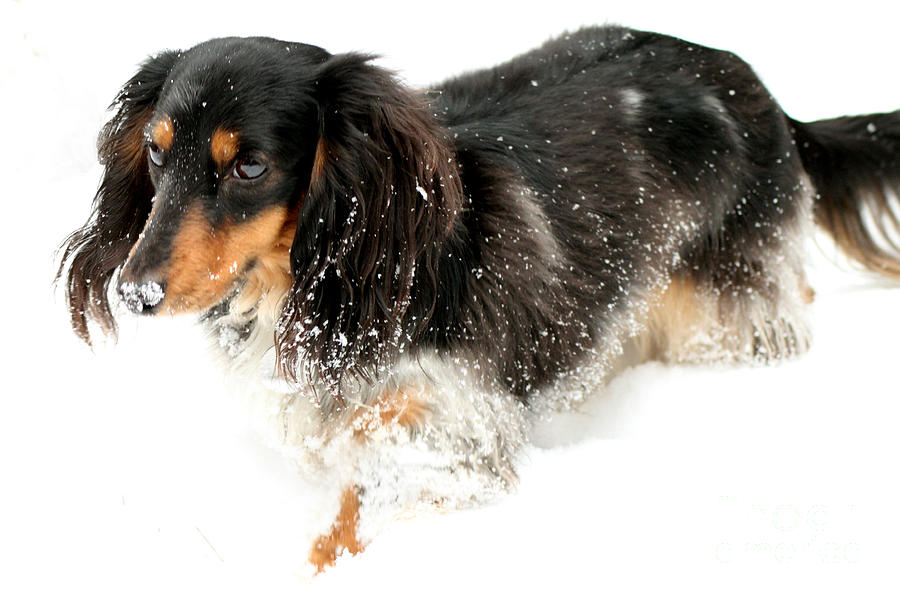 Dog Photograph - Sniffing out snow by Lisa Conner