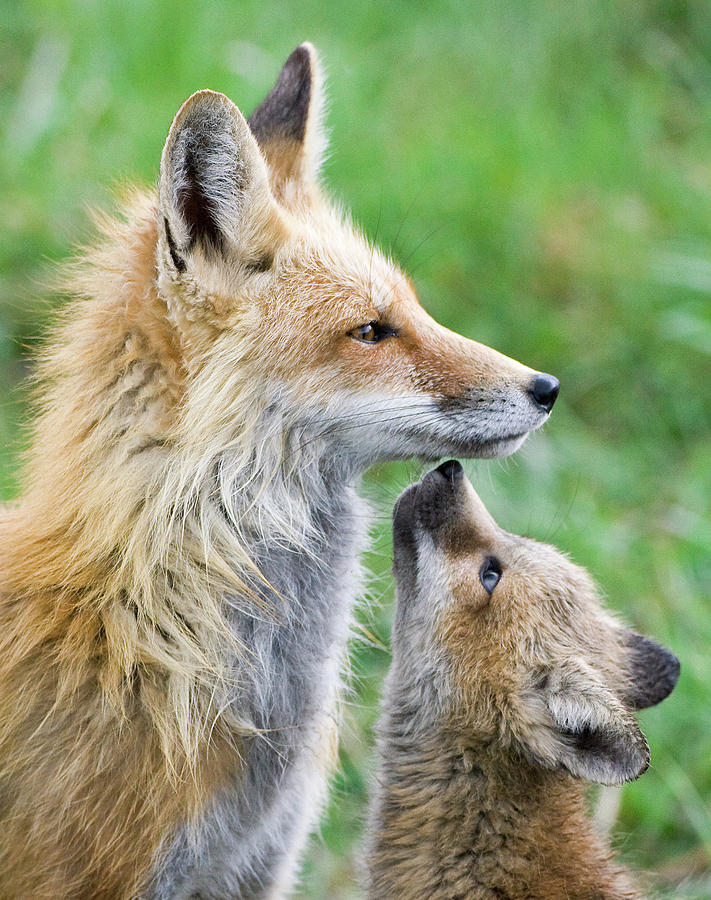 Fox Photograph - Sniffles by Max Waugh