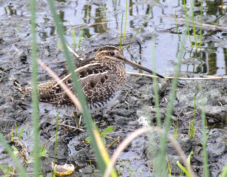 Nature Photograph - Snipe by Peggy King