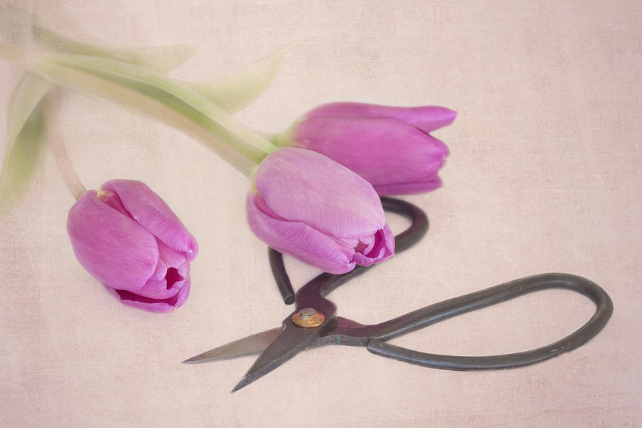 Tulip Photograph - Snippets by Kim Hojnacki