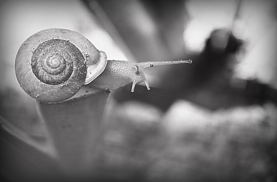 Snips And Snails... Photograph by Tammy Schneider
