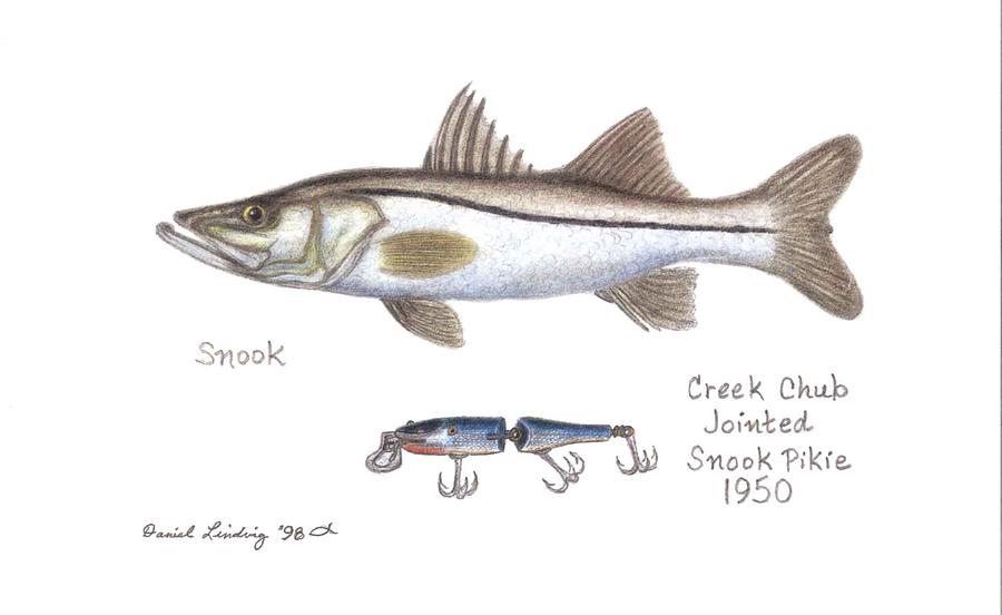 Fish Drawing - Snook and Jointed Snook Pikie Lure 1950 by Daniel Lindvig