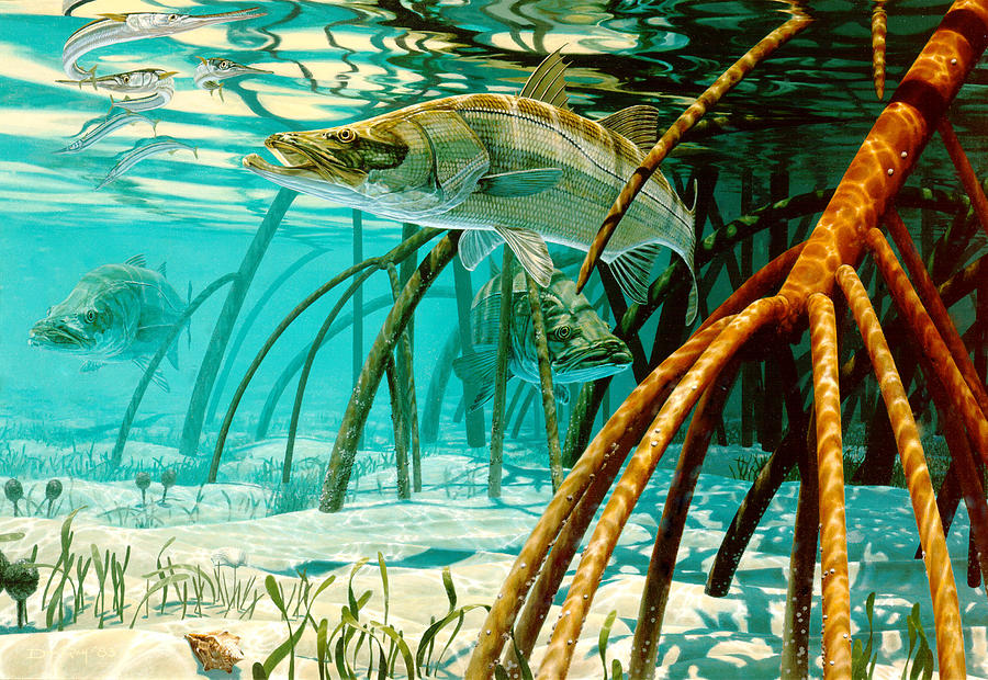 Snook In The Mangroves by Don Ray