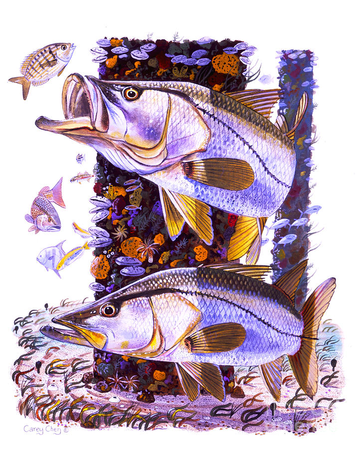 Fish Painting - Snook piling by Carey Chen