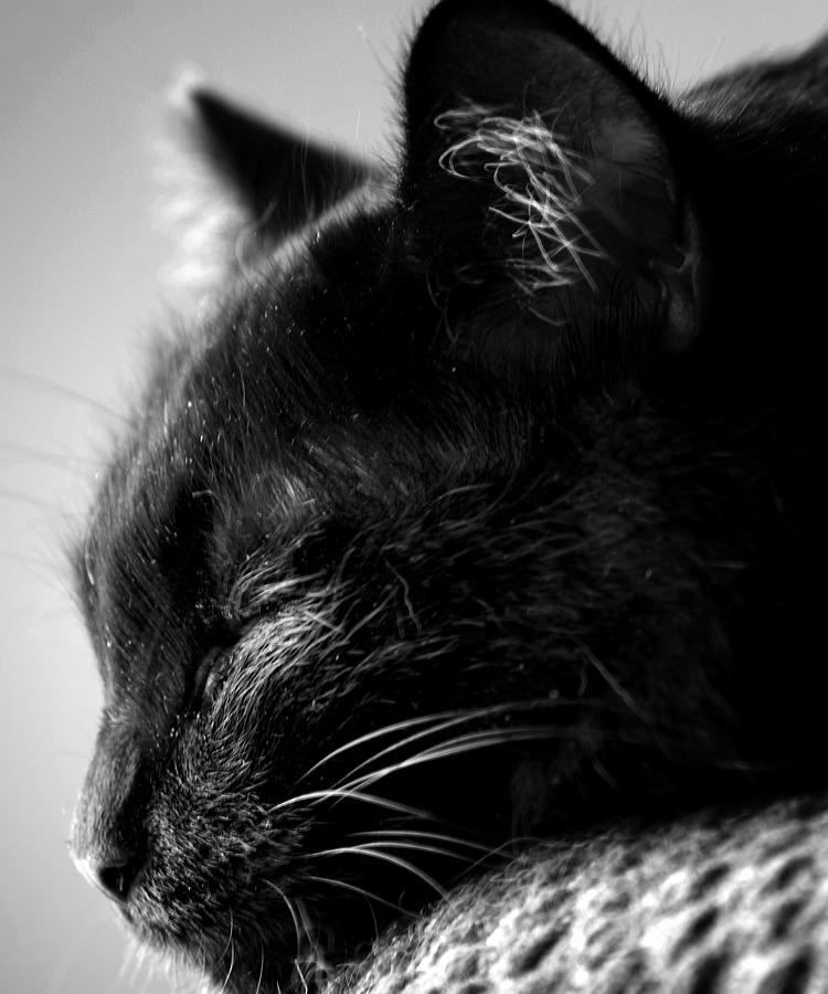 Black And White Photograph - Snooze by Camille Lopez