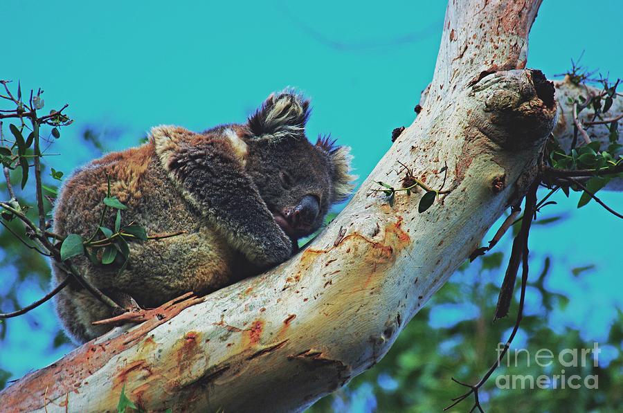 Snooze time for a Koala  Photograph by Blair Stuart