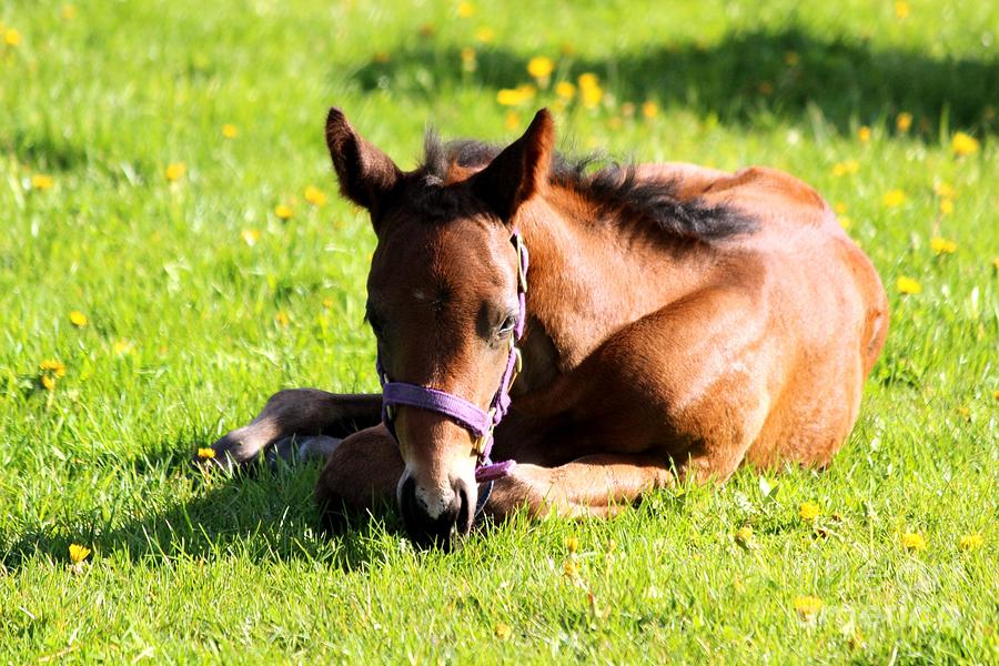 Snoozing Foal Photograph by Janice Byer
