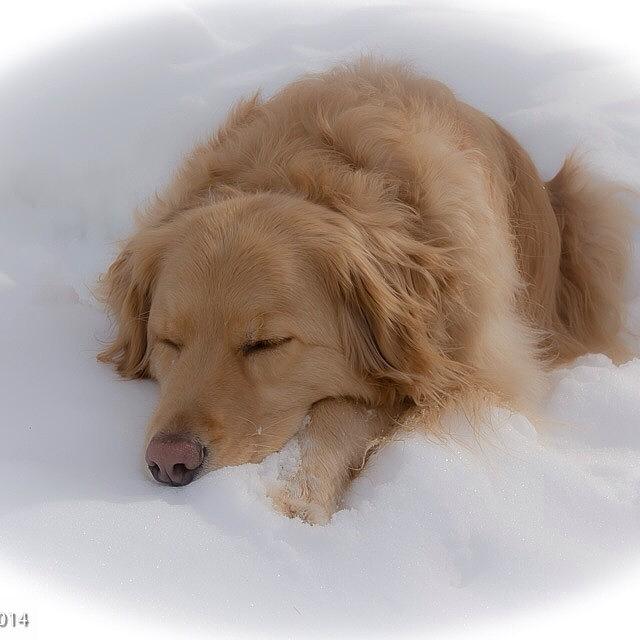 Snoozing In The Snow Photograph by Beth H
