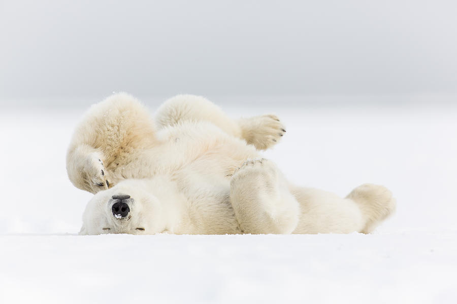 Animal Photograph - Snoozing in the Snow by Tim Grams