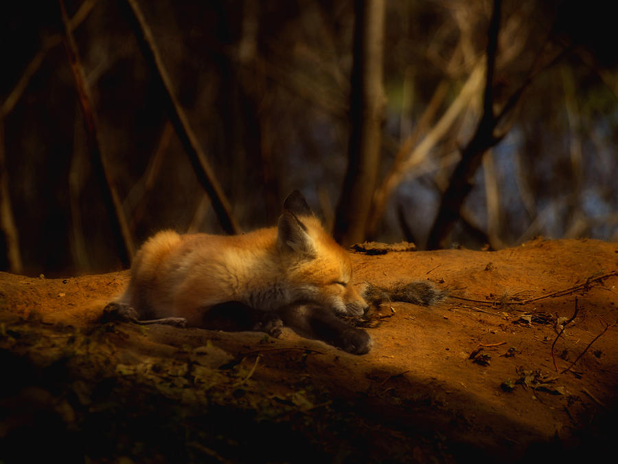 Nature Photograph - Snoozing Kit Fox by Thomas Young