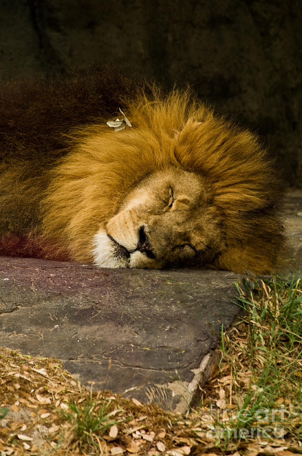 Snoozing Lion Photograph by Frances Ann Hattier