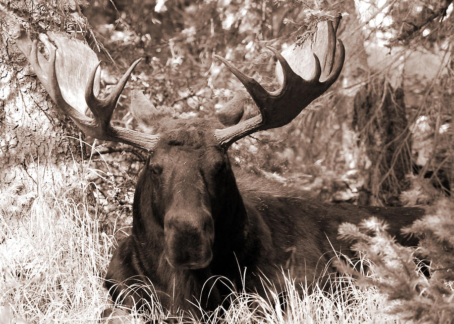 Snoozing Moose Photograph by Tracy Smith Snoozing Moose Photograph by Tracy Smith