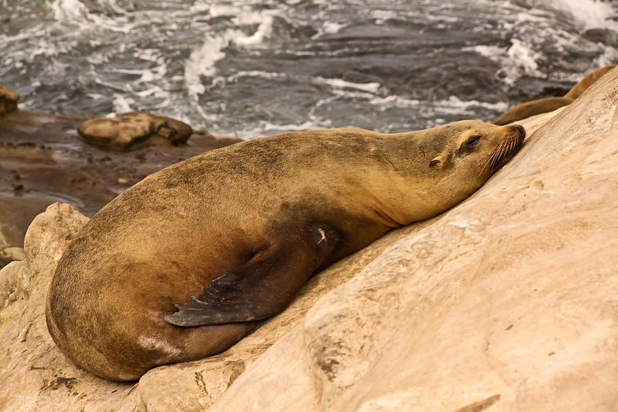 Snoozing on the Rocks Photograph by Theo OConnor