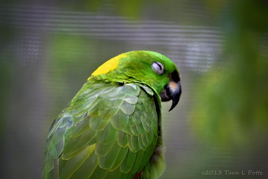 Snoozing Parrot Photograph by Tara Potts
