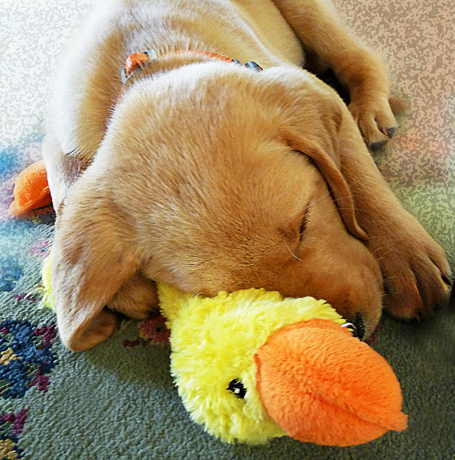 Dog Photograph - Snoozing With My Duck Fell Asleep On A Job Puppy by Irina Sztukowski