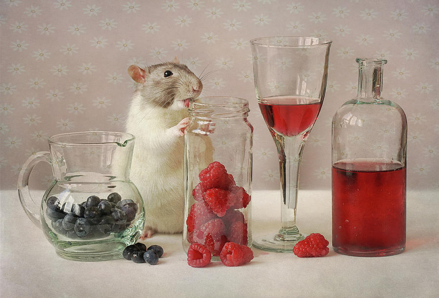 Wine Photograph - Snoozy With Fruit by Ellen Van Deelen