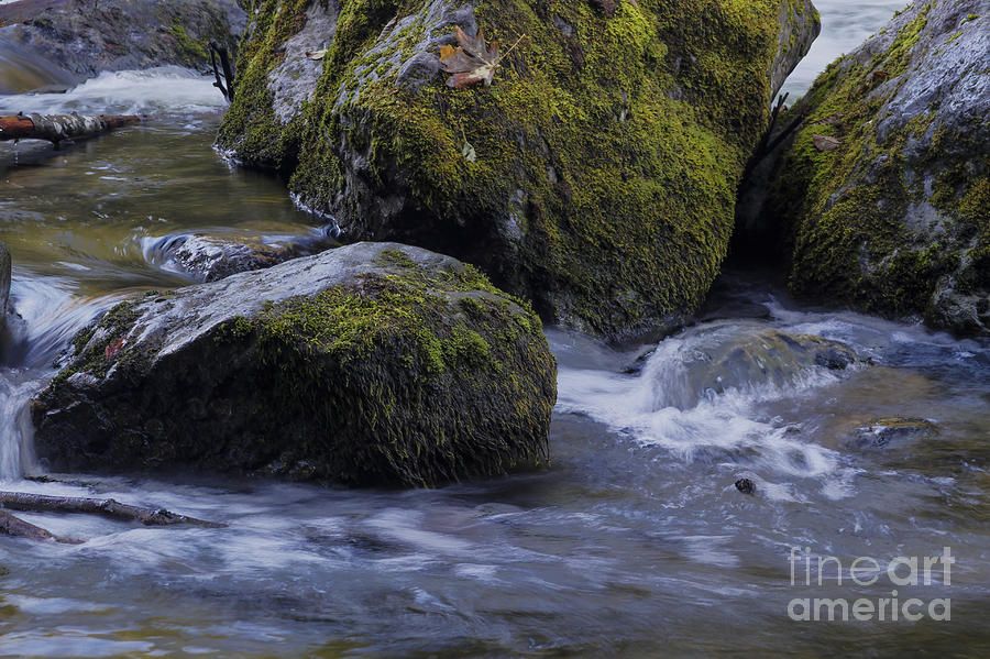 Tree Photograph - Snoqualmie River bed by Darleen Stry